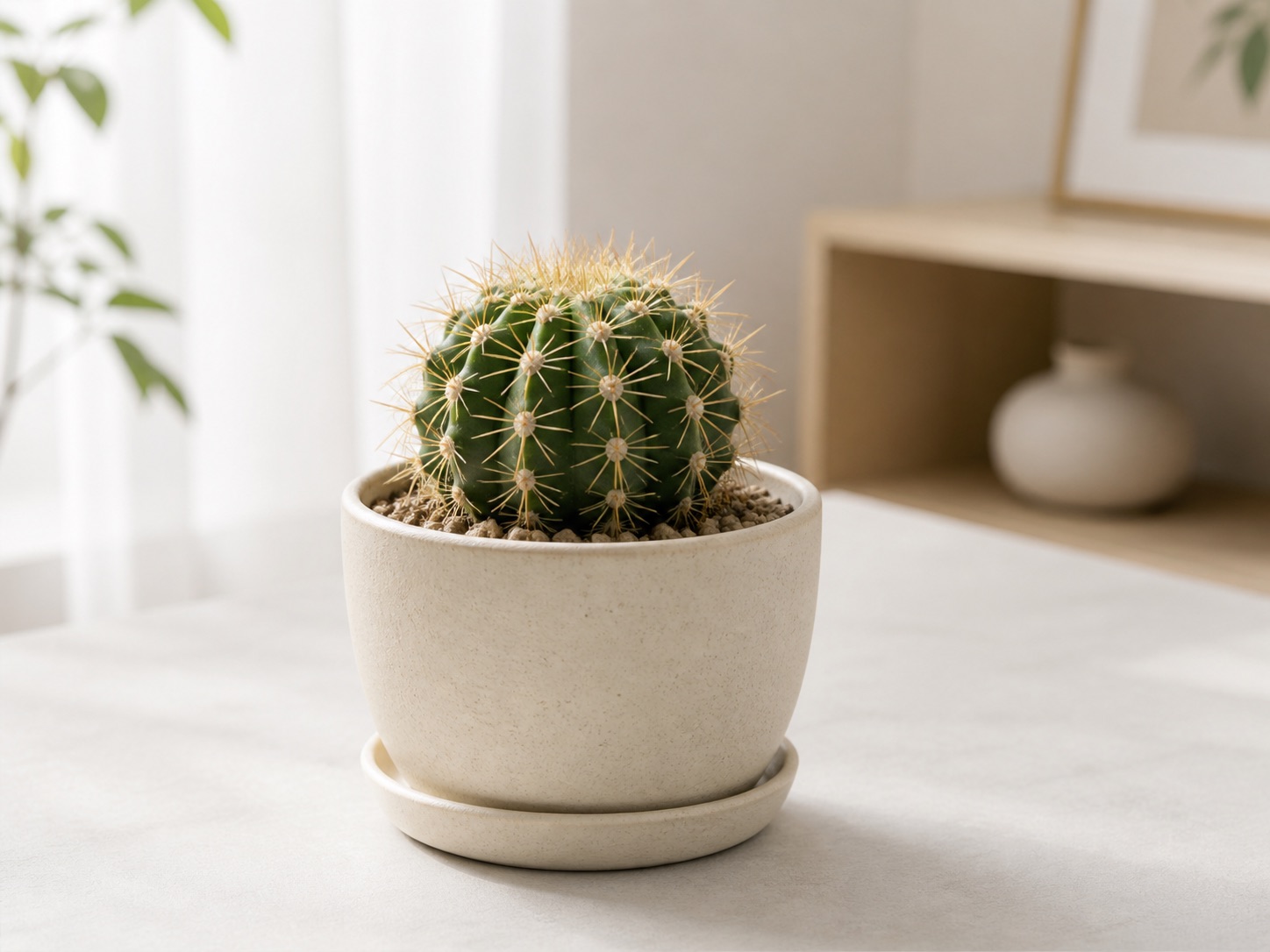 Cactus photo 2