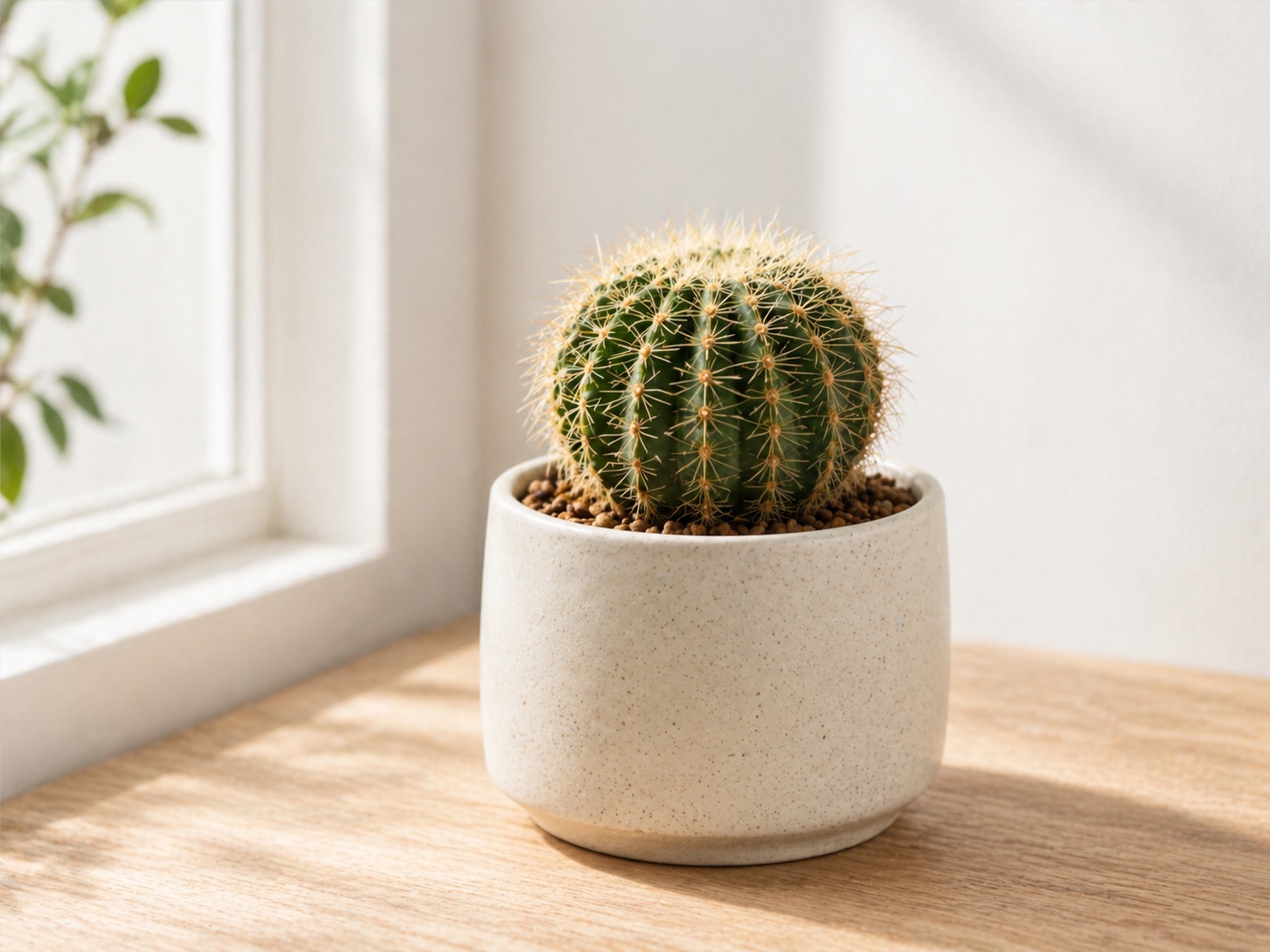 Cactus photo 3