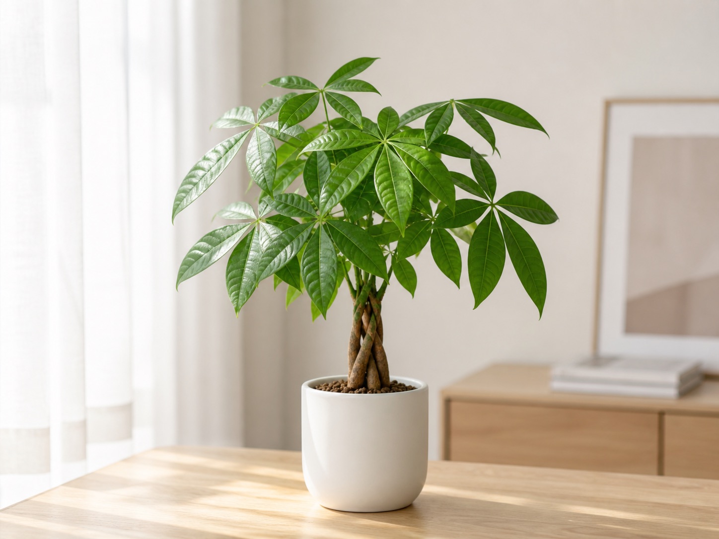 Money tree photo 5
