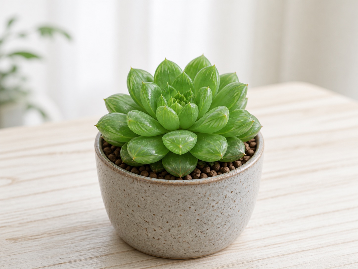 Haworthia (Cooper's)