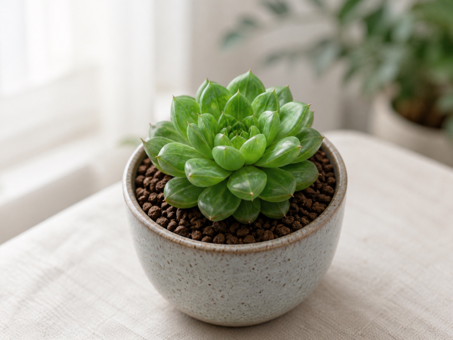 Haworthia (Cooper's) photo 2