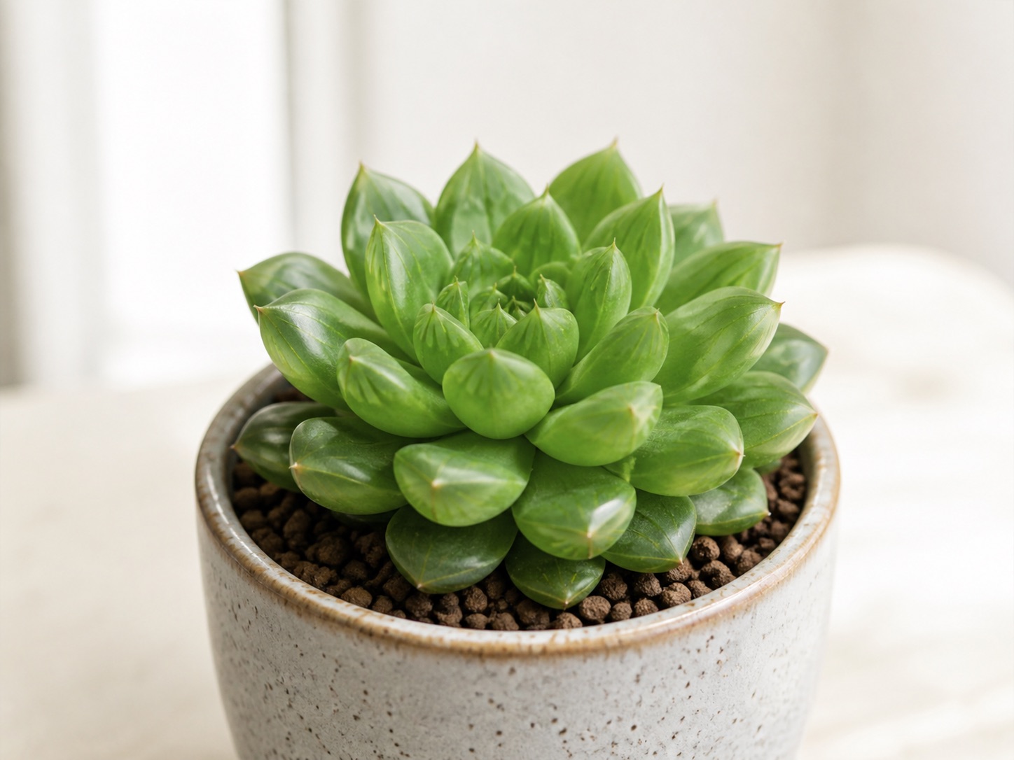 Haworthia (Cooper's) photo 3