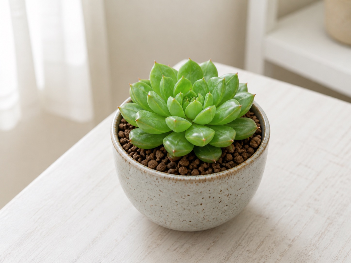 Haworthia (Cooper's) photo 4