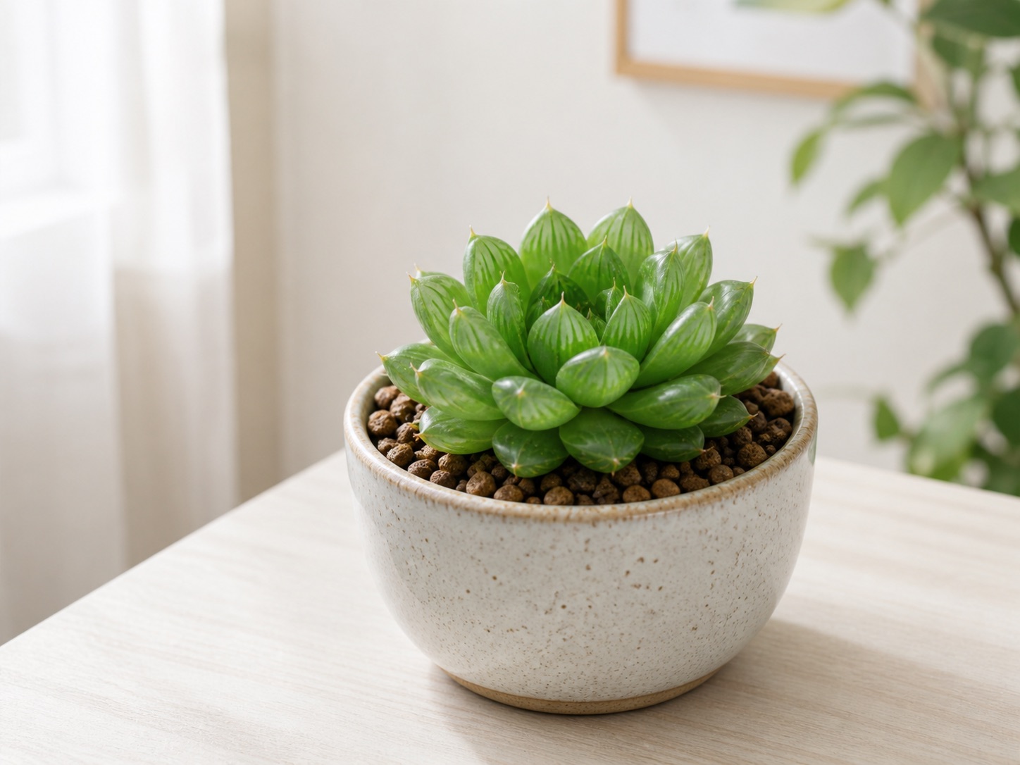 Haworthia (Cooper's) photo 5
