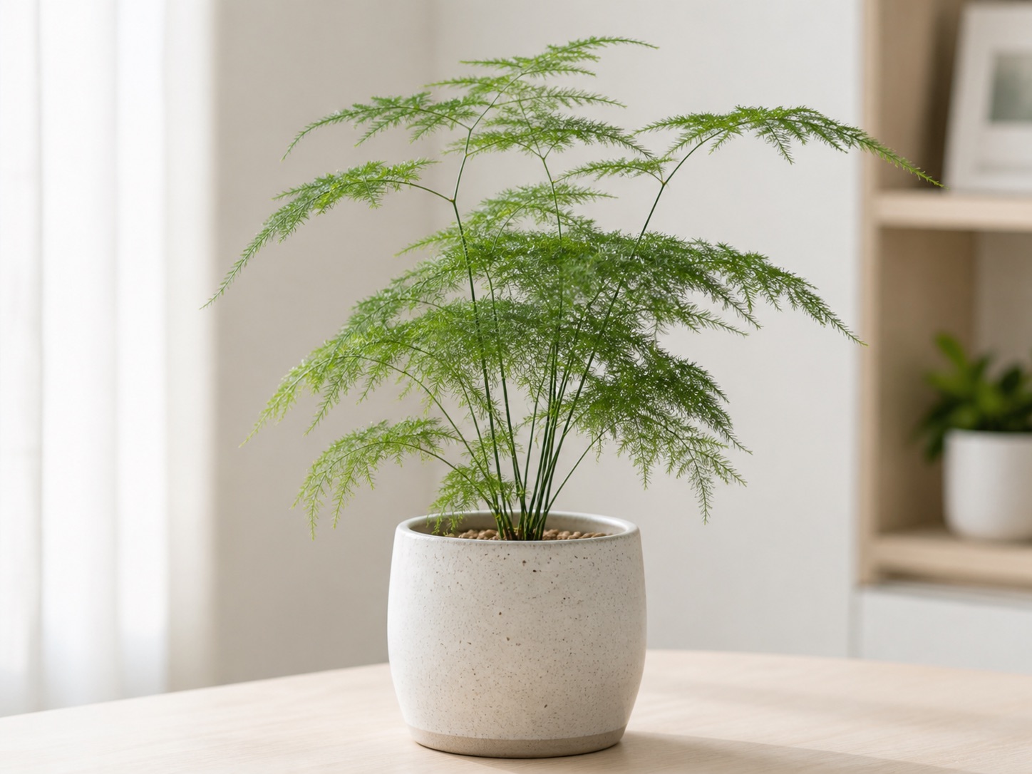 Asparagus fern photo 5