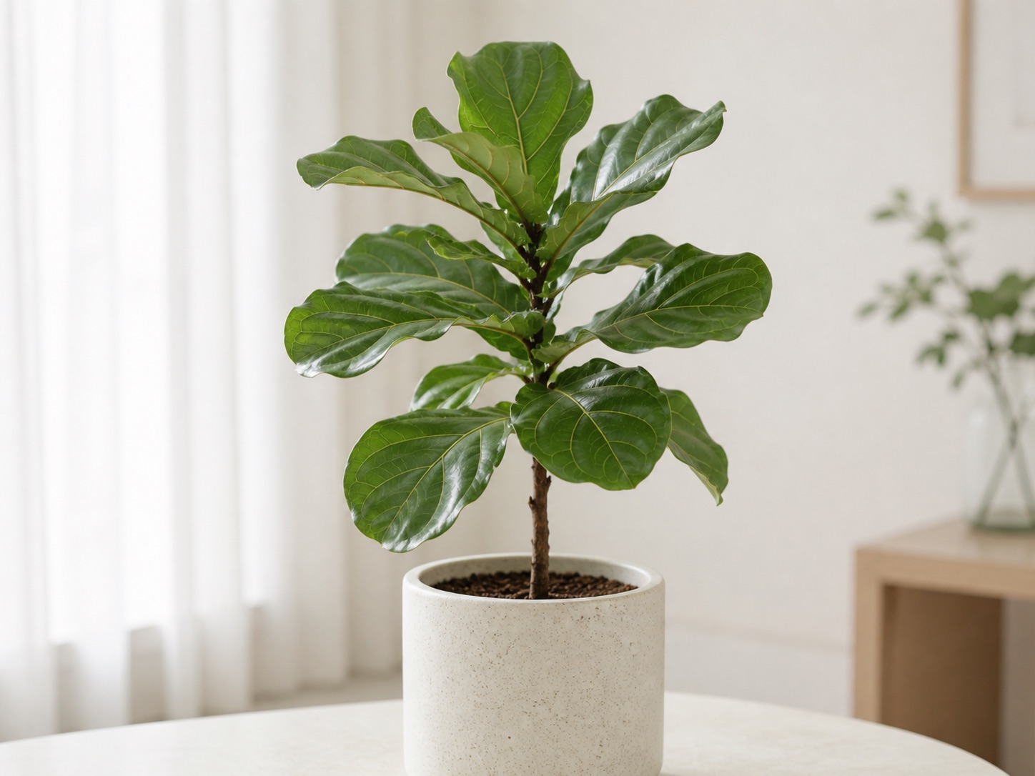 Fiddle-leaf fig photo 2