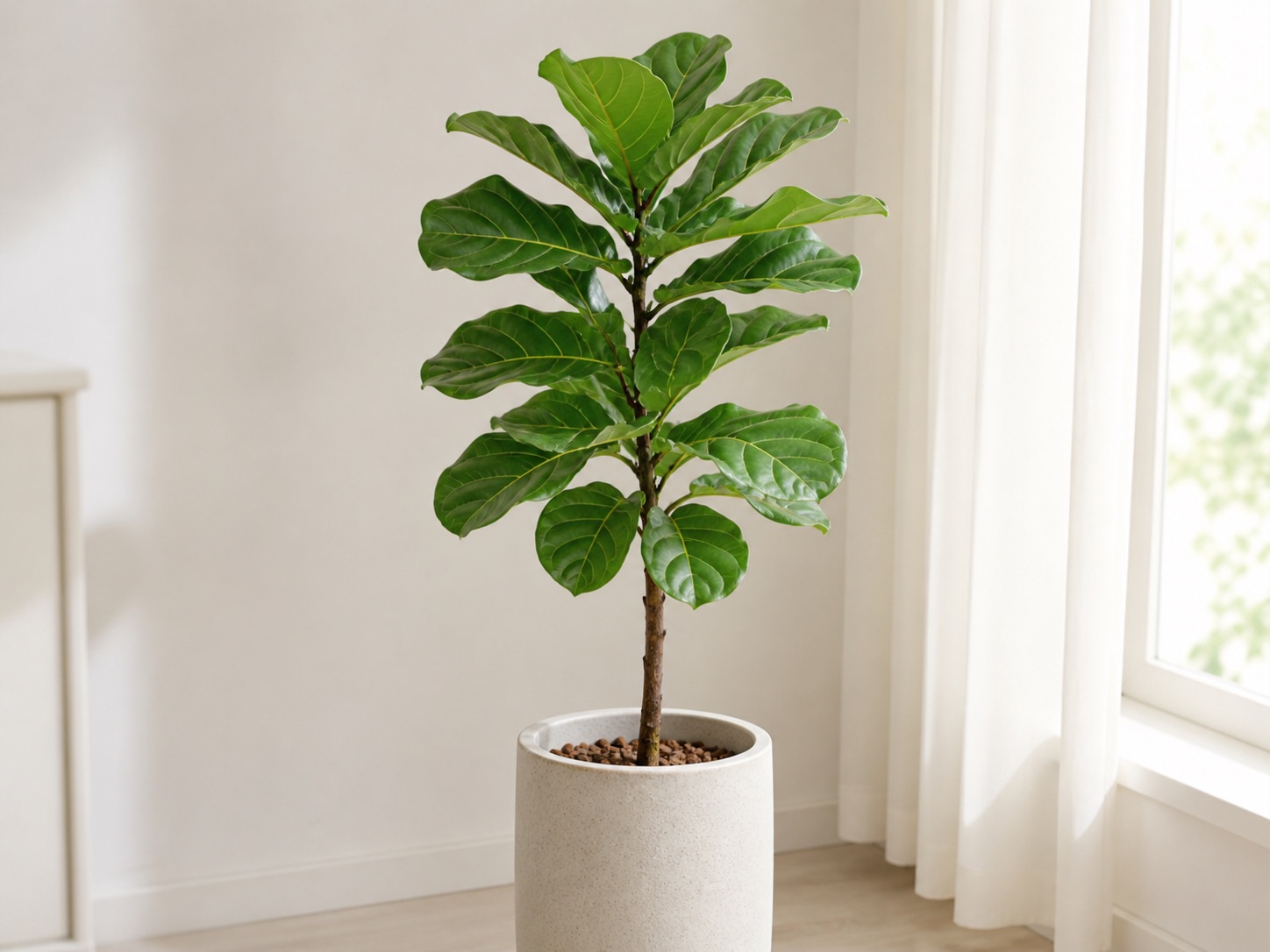 Fiddle-leaf fig photo 3