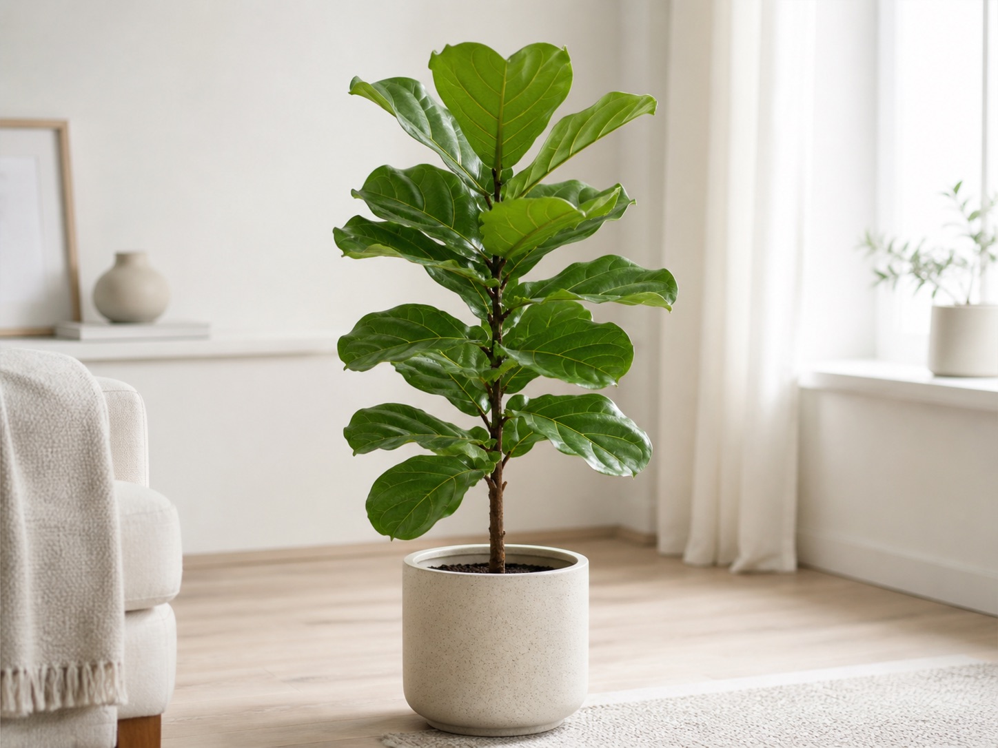 Fiddle-leaf fig photo 4