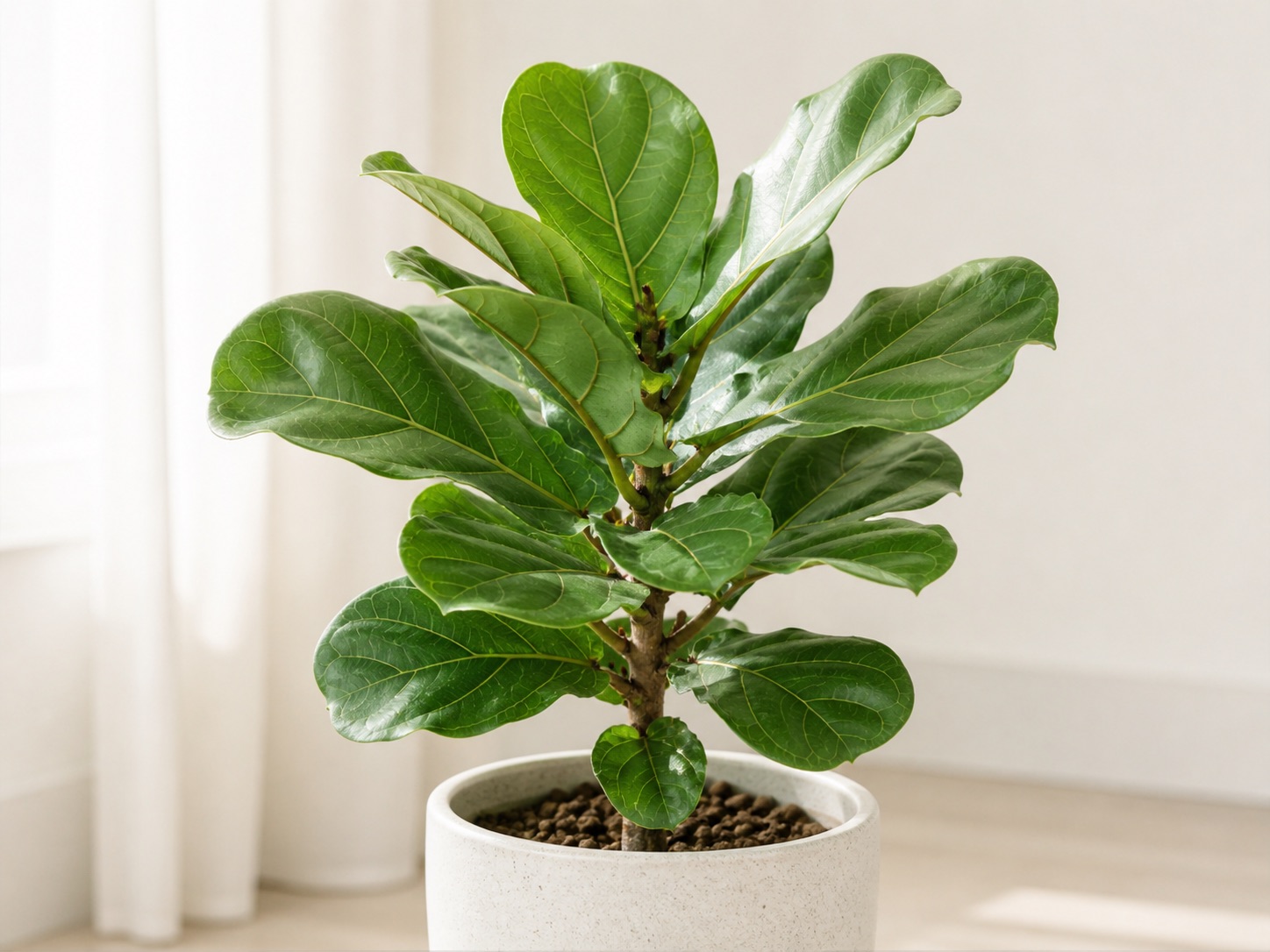 Fiddle-leaf fig photo 5