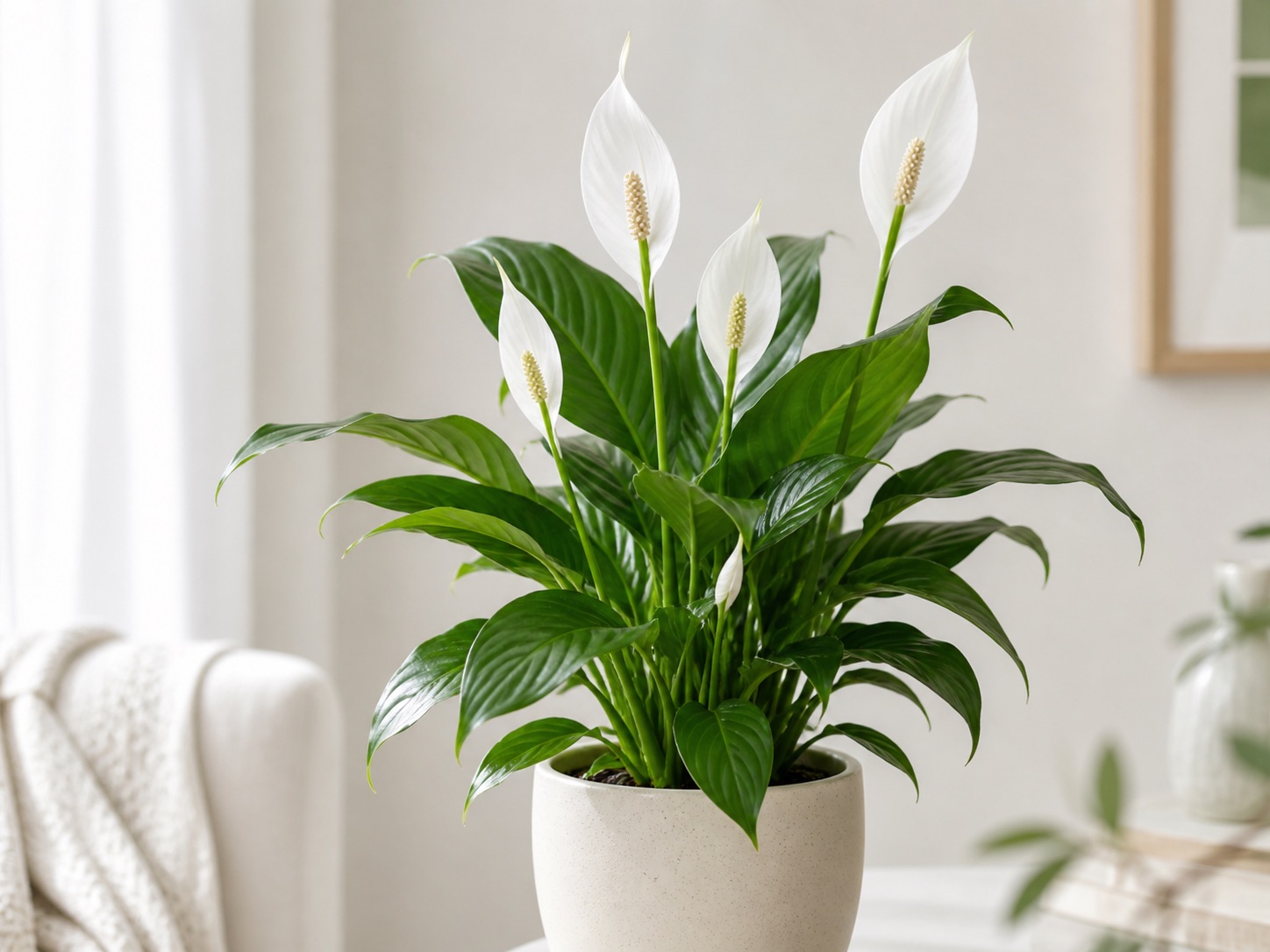 Peace lily photo 4