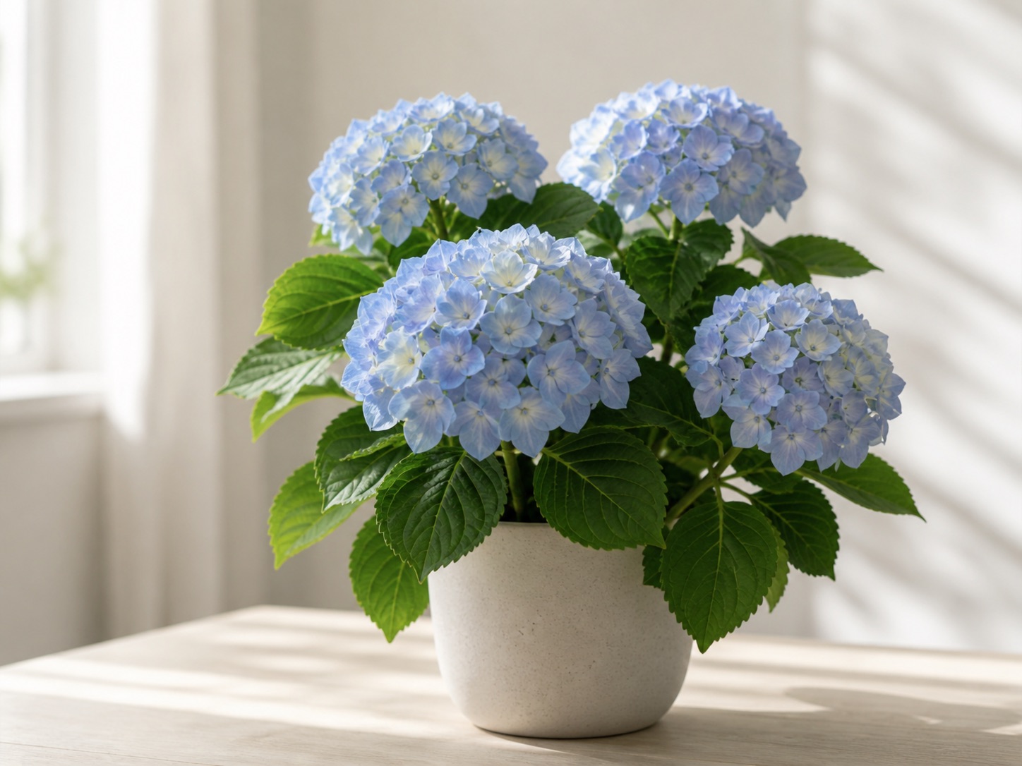 Hydrangea photo 3