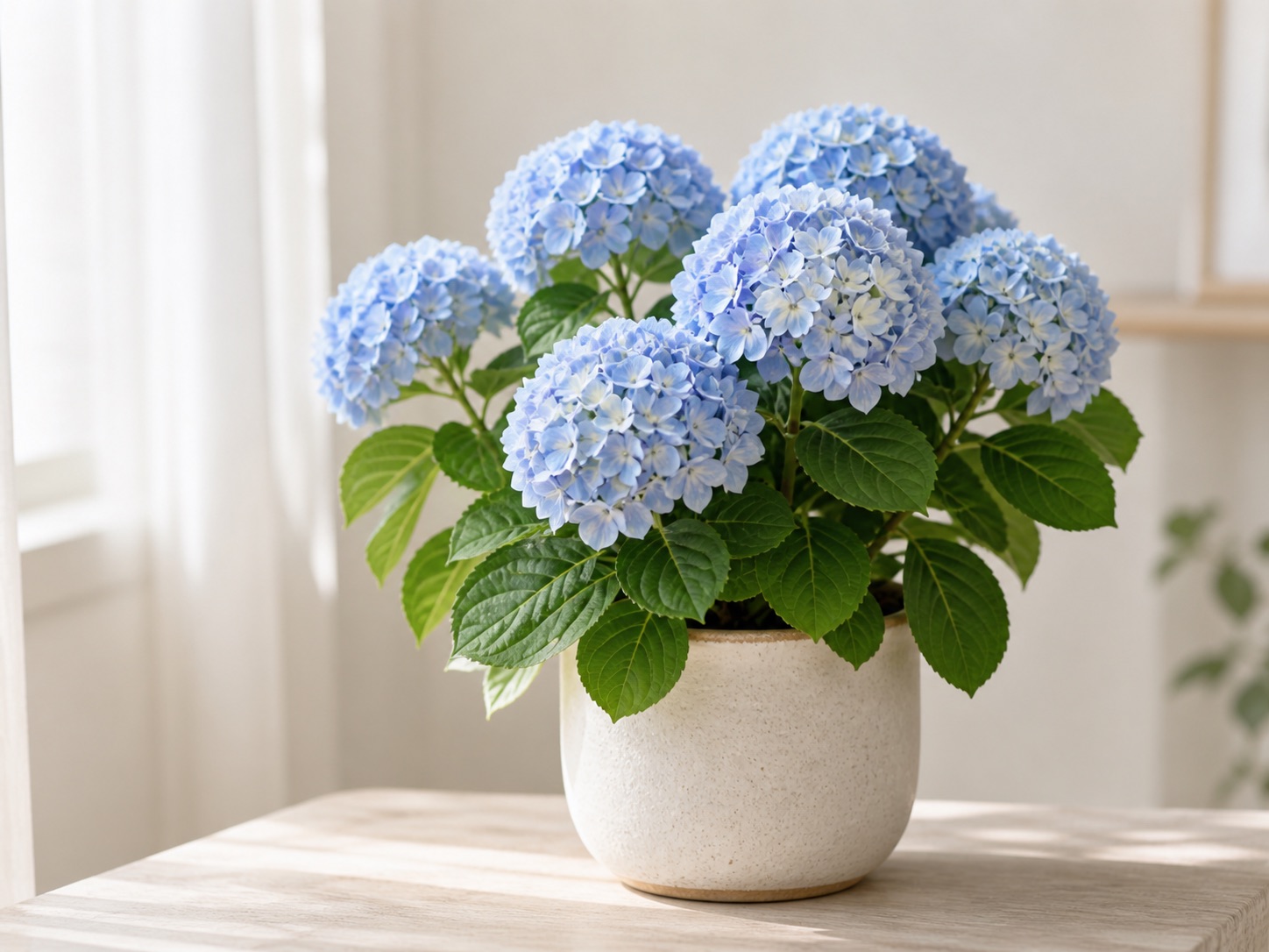 Hydrangea photo 4