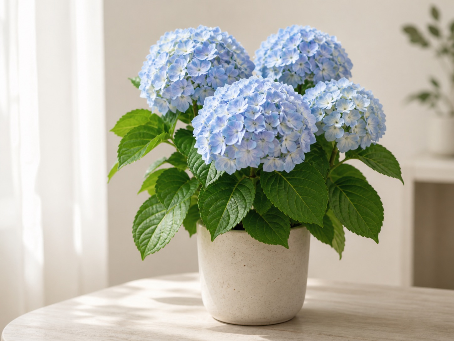 Hydrangea photo 5