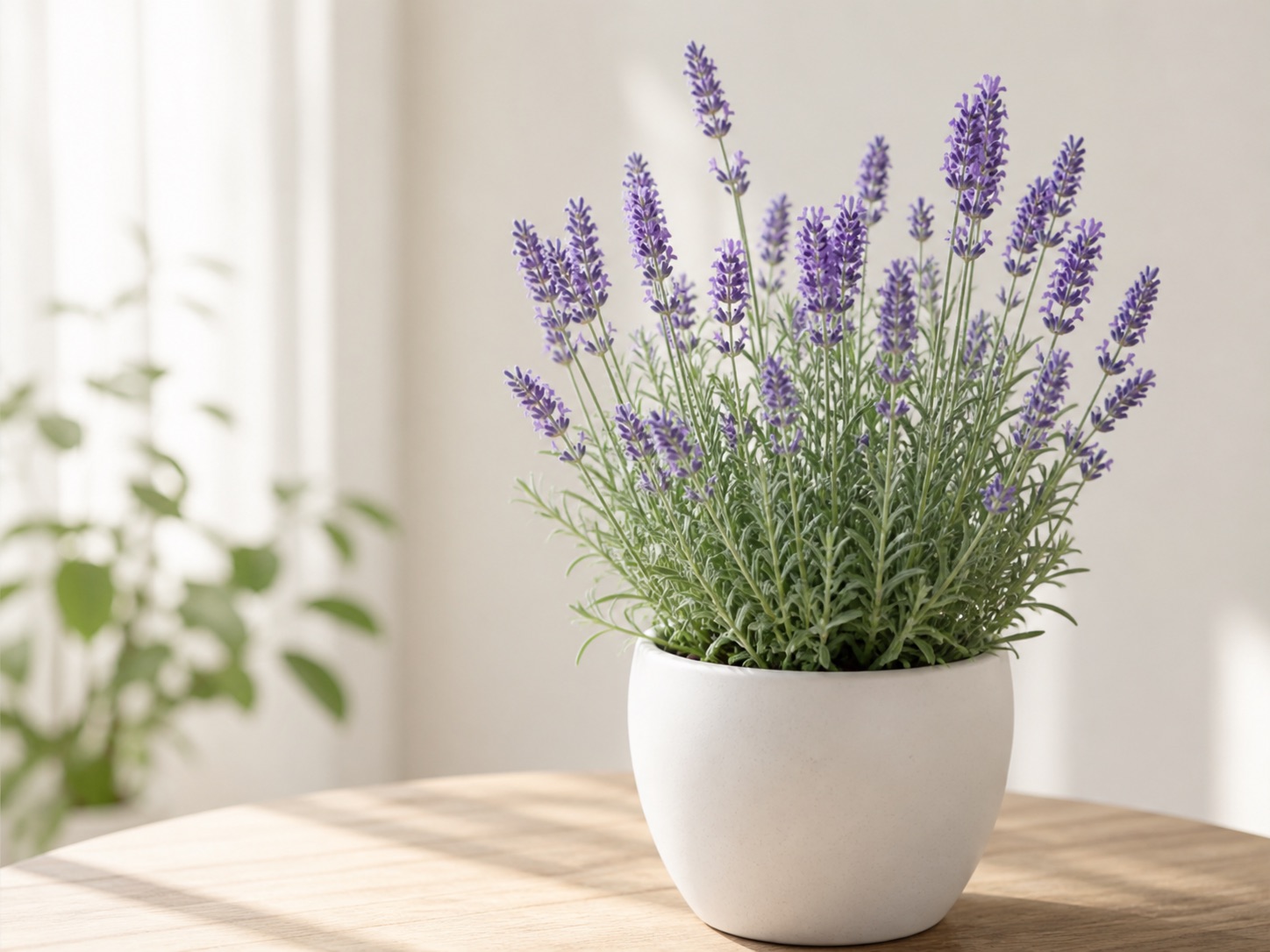 Lavender photo 5