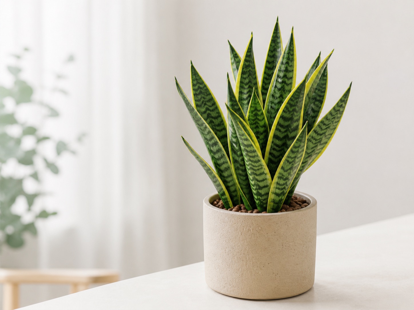 Snake plant