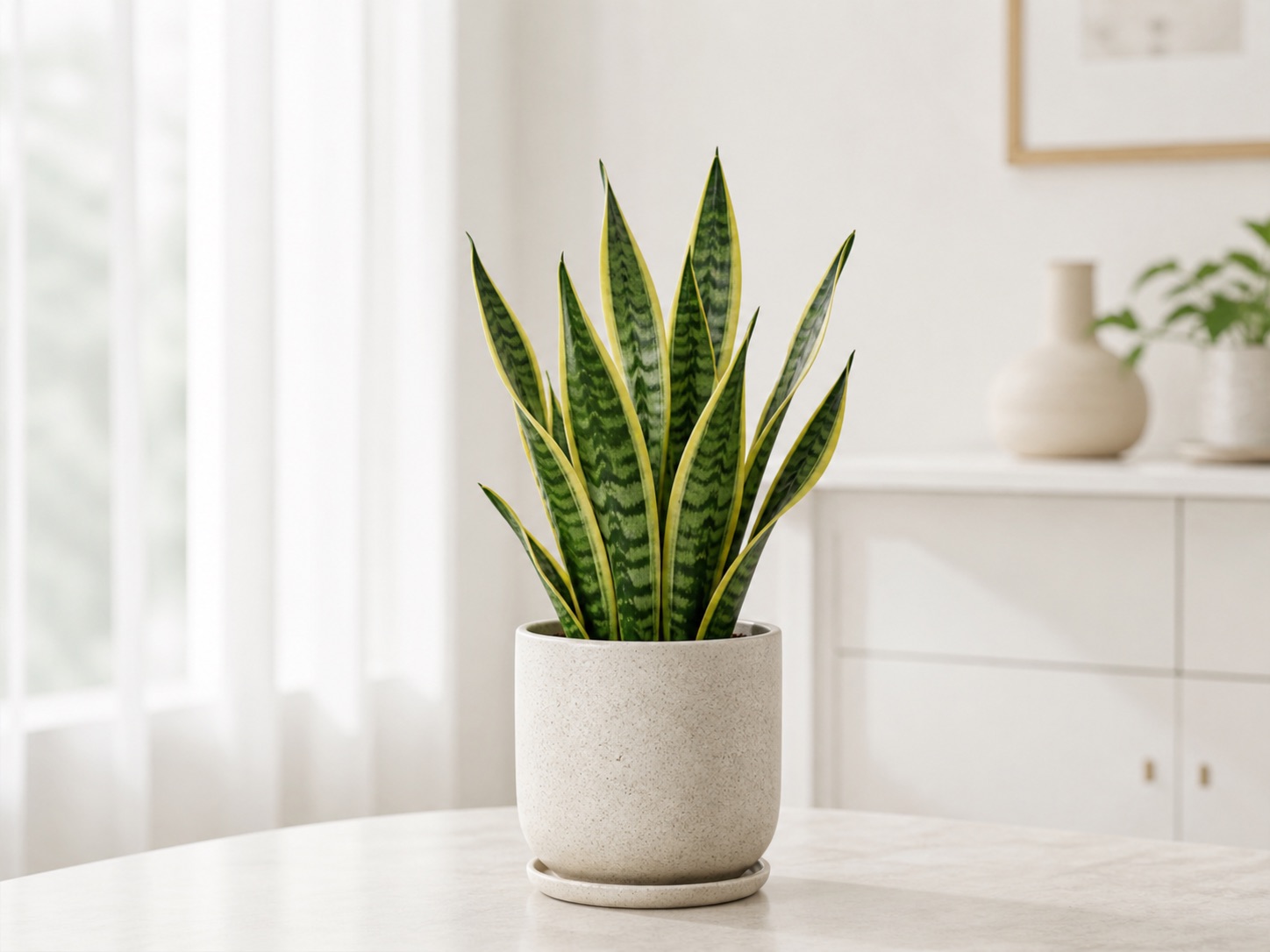 Snake plant photo 3
