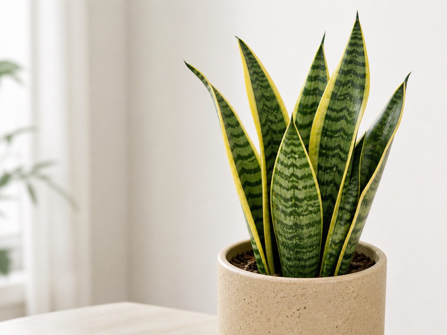 Snake plant photo 4