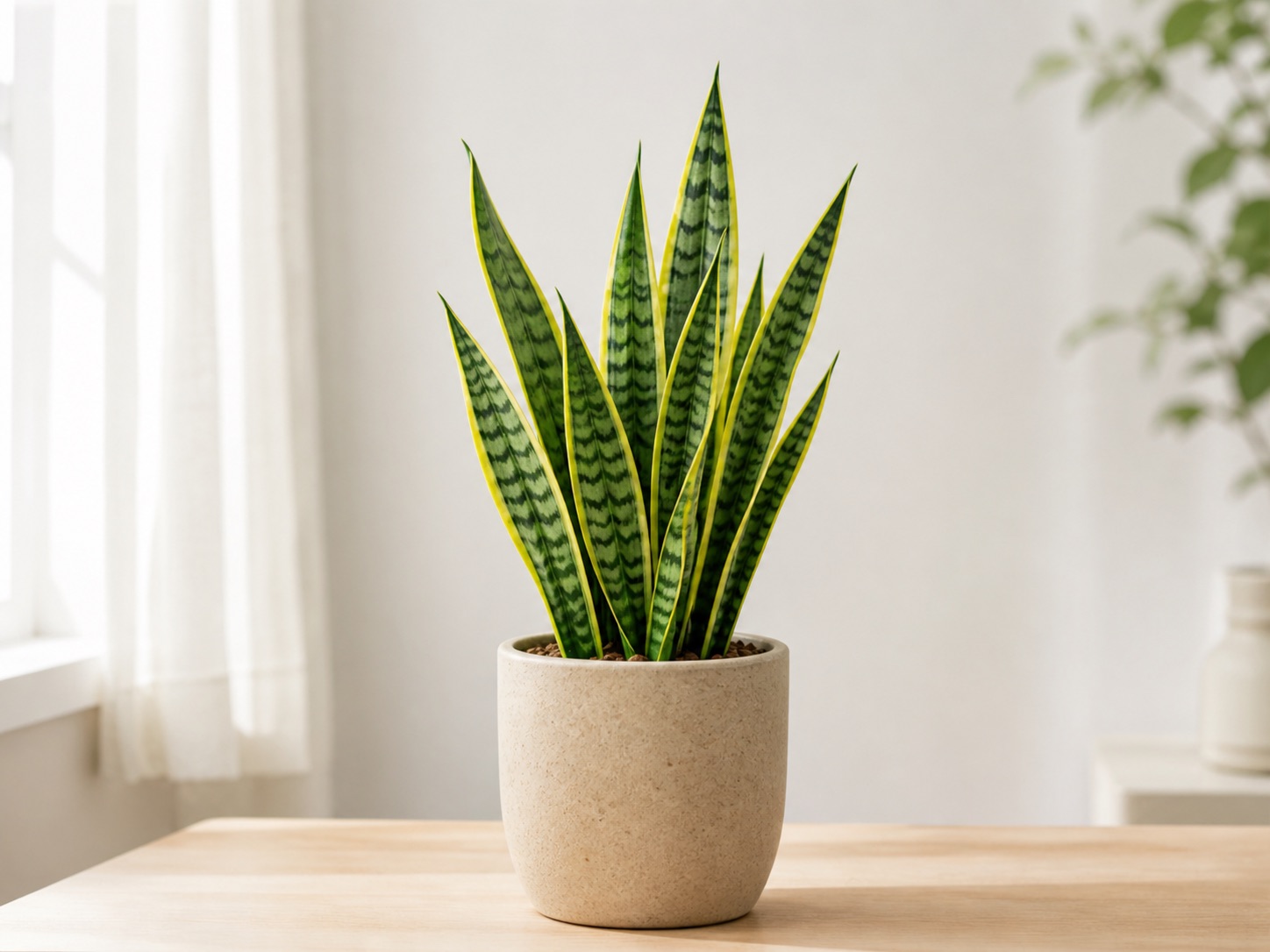 Snake plant photo 5